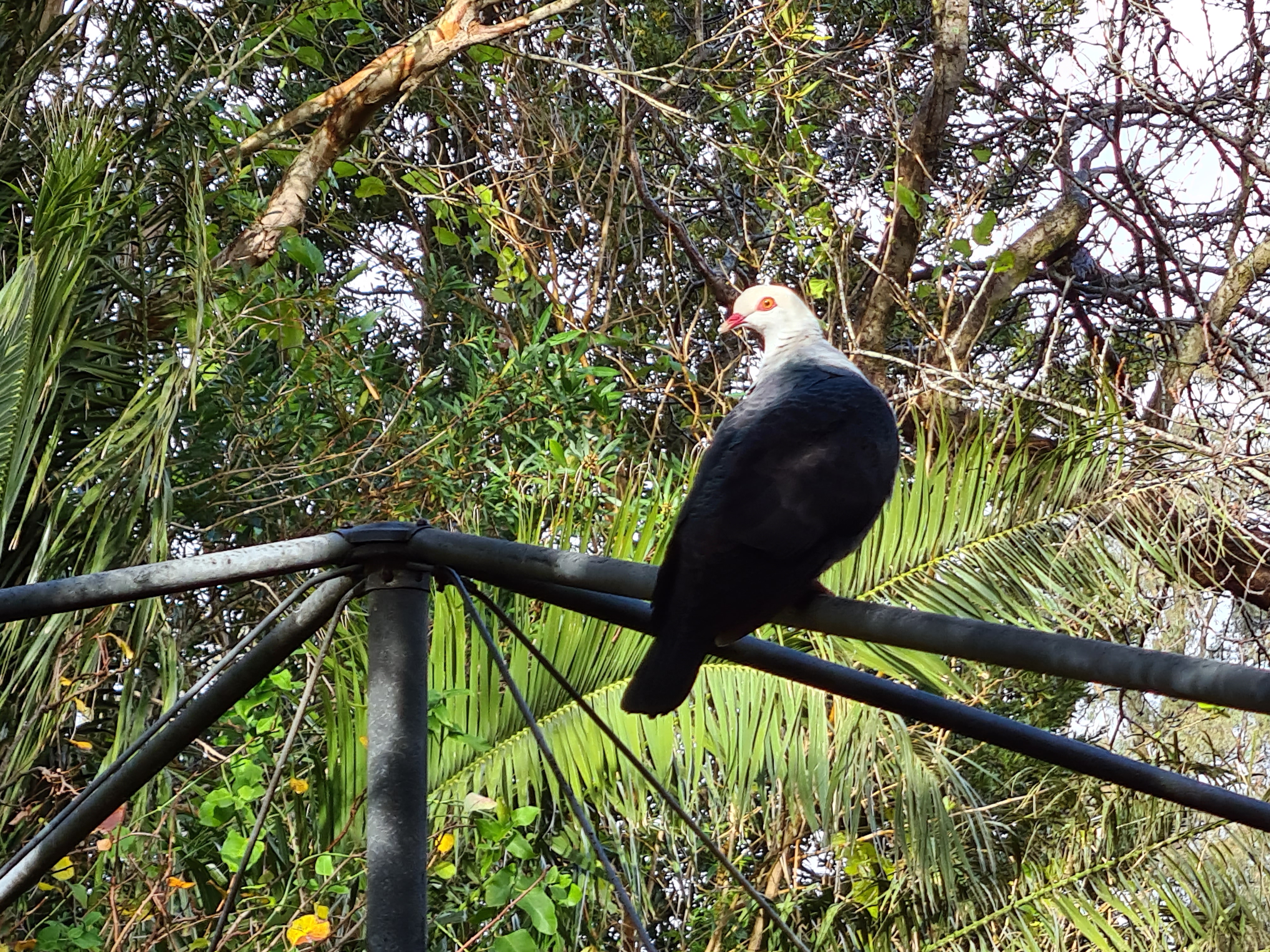 White-headed Pigeon